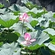 刘彩霞的个人头像